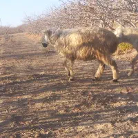 بره برای داشتی|حیوانات مزرعه|سیرجان, |دیوار