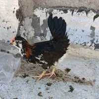 نیمچه گلین مشکی اصل