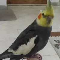 یک جفت عروس هلندی گم شده