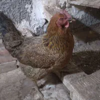 ۳عدد مرغ تخم گذار دانه ۴۰۰ تومان|حیوانات مزرعه|مشهد, سجادیه|دیوار