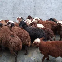 ی تعداد بره نر وماده گوسفند|حیوانات مزرعه|کرمانشاه, |دیوار