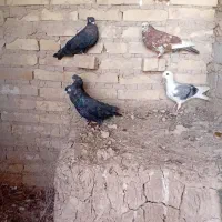 سلام چند عدد کبوتر برافروش|پرنده|اهواز, منازل کارون|دیوار