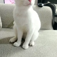 واگذاری گربه