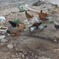 مرغ و خروس|حیوانات مزرعه|سرپل ذهاب, |دیوار