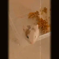 بچه همستر|موش و خرگوش|مشهد, توس (بلوار توس)|دیوار