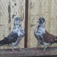 کبوتر پریده