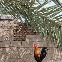 خروس عربی جوان