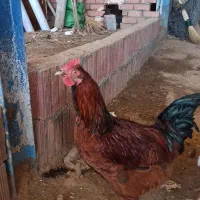 فروش خروس سرحال|حیوانات مزرعه|مریوان, |دیوار