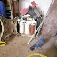 فروش عروس هلندی و کبوتر زاغ نرو ماده|پرنده|زاهدان, |دیوار