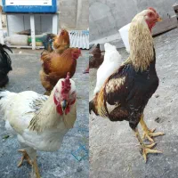 خروس لاری وگلپایگان وبرهما