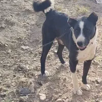 سگ گله درجه 1