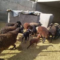 میش بره بز بزغاله قوچ