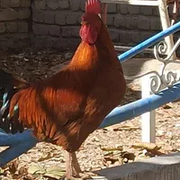 خروس معاوضه با مرغ