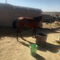 مادیون نژاد دره شوری