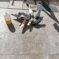 9تا کفتر زیر قیمت