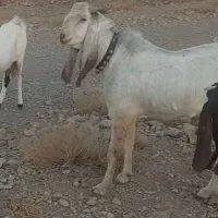 نربزپاکستانی