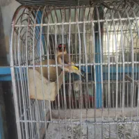 فروش چند عدد سهره