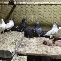 کبوتر گرفتنی