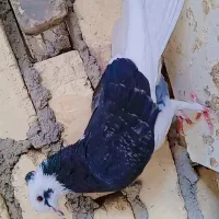 کبوتر کله دم سفید کاکلی