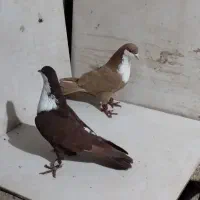 کفتر|پرنده|مشهد, فرخد|دیوار