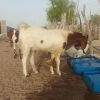 نری دورگ گلابی|حیوانات مزرعه|چابهار, |دیوار