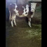 گوساله سیمینتال ماده