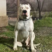 دوگو|سگ|بومهن, |دیوار