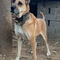 ماده افغان بی نظیر نگهبان صفت|سگ|تهران, زعفرانیه|دیوار