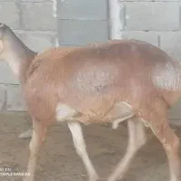 بره نر چینی