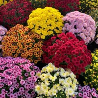 بذر/فضای سبز/سبزیجات/شهرداری/باغچه|گل و گیاه طبیعی|تهران, پونک|دیوار