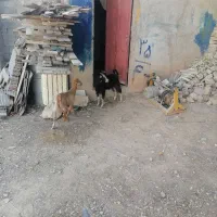 کهره ماده