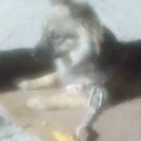 اشپیتز آلمانی|سگ|بندرعباس, |دیوار