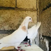کبوتر دو جفت طوقی معاوضه با طوقی هفت رنگ|پرنده|اهواز, کیانشهر|دیوار