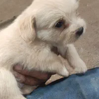 واگذاری پامر شیتزو|سگ|رفسنجان, |دیوار