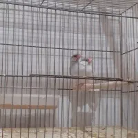 فنچ زبرا نرگسی بنگالی سهره