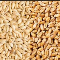 گندم وجو فروشی