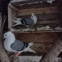 کبوتر