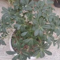 گل طبیعی