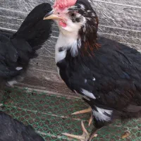 فروش یامعاوضه یه تعدادی نیمچه خروس گلین لری|حیوانات مزرعه|قائم‌شهر, |دیوار