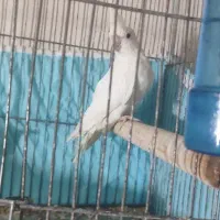 عروس هلندی البینو پنج ماهه