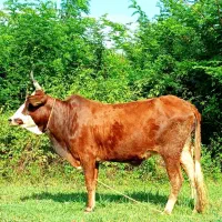 گاو چالوسی ۷ ماه حامله