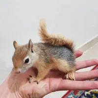 حیوان در تصویر گم شده است