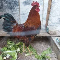 یک جفت مرغ و خروس درشت