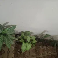 گلدان گل خانگی  آپارتمانی