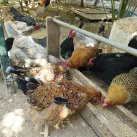 مرغ محلی|حیوانات مزرعه|برازجان, |دیوار