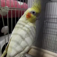 عروس هلندی بالغ ماده