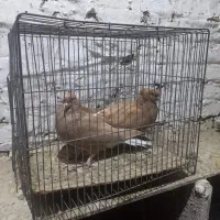 کبوتر|پرنده|سبزوار, کهنه آب|دیوار
