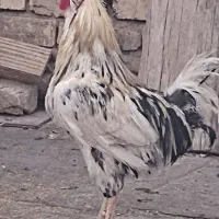 پرنده گلین|حیوانات مزرعه|قم, نیروگاه|دیوار