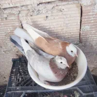 کفتریا کبوتر نامبروان