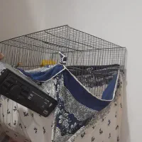 کفتر خوب تزئینی مرغ عشق قناری معاوضه|پرنده|قرچک, میرزائی شمالی|دیوار